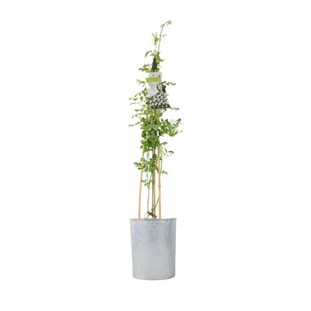Fragrant Jasminum Officinale – Climbing Jasmine 3 L Pot, 5 of 5