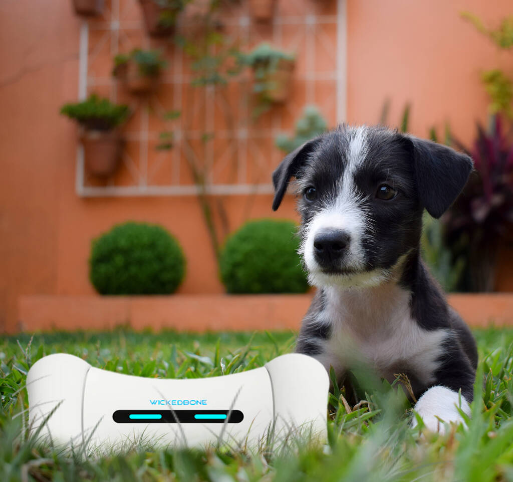 Smart Interactive App Based Dog Toy, 1 of 4