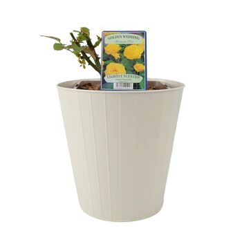 Golden Wedding Rose – Vibrant Yellow Anniversary Rose Bush, 4 of 7