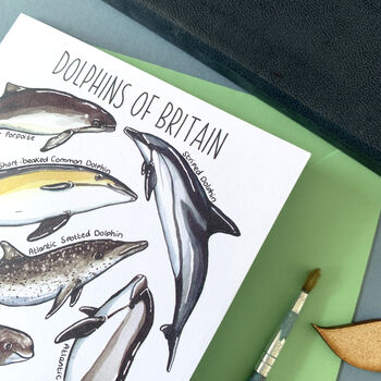 Dolphins Of Britain Greeting Card, 12 of 12