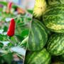 Grow Your Own Six Month Vegetable Seed Subscription, thumbnail 7 of 9