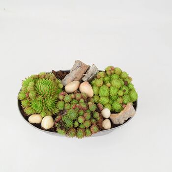 Sempervivum Leafy Vine Trough Planter – Succulent Gift, 3 of 3