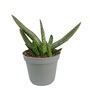Aloe Little Warty Easy Care Succulent House Plant, thumbnail 5 of 6