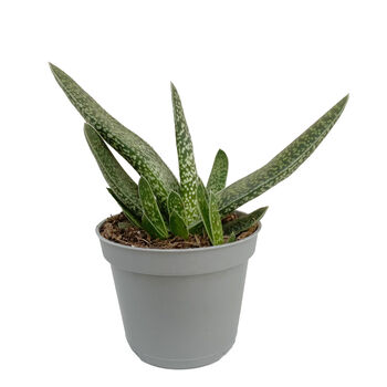 Aloe Little Warty Easy Care Succulent House Plant, 5 of 6