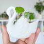 White Swan Mini Planter Plant Pot With Hydrocotyle Vulgaris Pennywort Cuttings, thumbnail 1 of 3