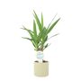 Yucca Elephantipes 12cm Easy Care Indoor Plant, thumbnail 3 of 7