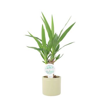 Yucca Elephantipes 12cm Easy Care Indoor Plant, 3 of 7