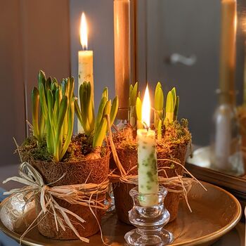 Coir Pot Spring Bulbs And Moss, 3 of 4