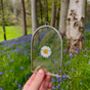 Pressed Daisy And Fern Glass Flower Frame, thumbnail 1 of 2