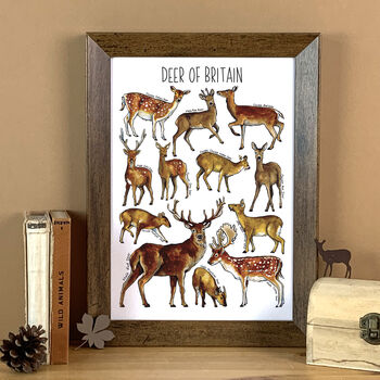 Deer Of Britain Blank Greeting Card, 6 of 9