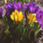 Spring Bulbs Crocus 'Mixed' 48 X Bulb Pack, thumbnail 2 of 6