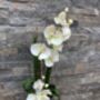Cream Artificial Silk Luxury Orchid Mothers Day Gift, thumbnail 7 of 7