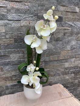 Cream Artificial Silk Luxury Orchid Mothers Day Gift, 7 of 7