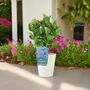 Blue Hydrangea 3 L Pot – Stunning Summer Flowering Shrub, thumbnail 3 of 8