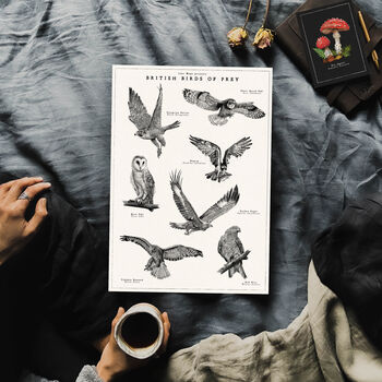 British Birds Of Prey Artwork Print, 3 of 8