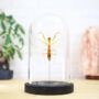 Asian Praying Mantis Insect Bug Moth Butterfly Bell Jar Entomology Taxidermy Interior Design Home Decor Cloche Modern Display Gift Ornaments, thumbnail 1 of 4