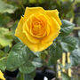 50 And Fabulous Golden Birthday Rose Gift, thumbnail 1 of 2