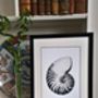 Framed Limited Edition Nautilus Shell Giclee Print, thumbnail 2 of 7