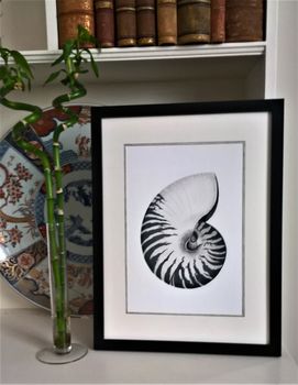 Framed Limited Edition Nautilus Shell Giclee Print, 2 of 7