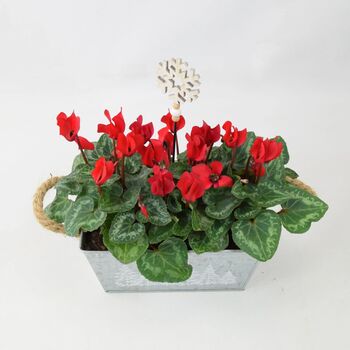 Red Cyclamen In Christmas Trough – Festive Gift Plant, 2 of 3