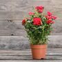 Miniature Rose Plants Red Two Plants In 10.5cm Pots, thumbnail 2 of 6