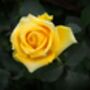 Floribunda Rose 'Arthur Bell' Plant In 5 L Pot, thumbnail 2 of 3