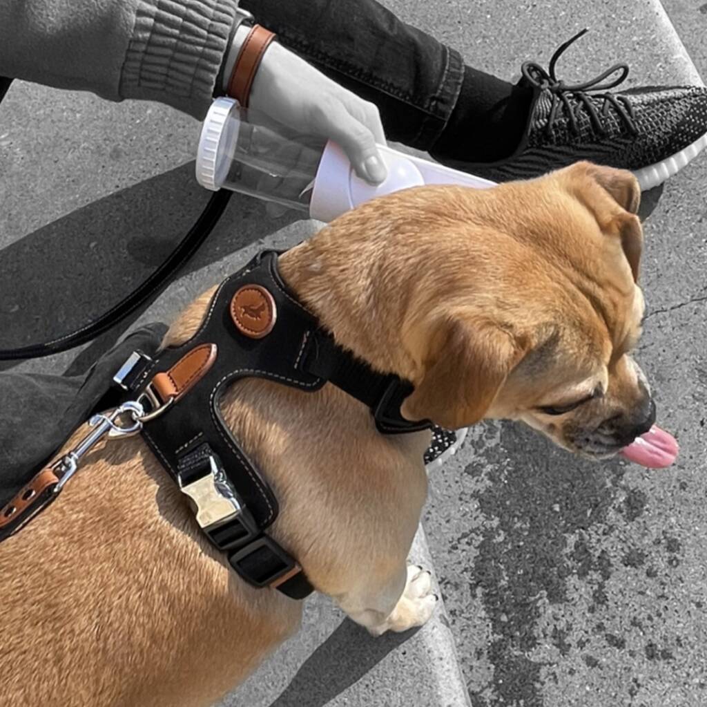 black dog harness