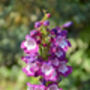 Penstemon 'Phoenix Violet' Three Plants In 9cm Pots, thumbnail 2 of 3