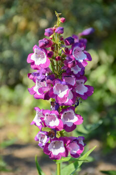 Penstemon 'Phoenix Violet' Three Plants In 9cm Pots, 2 of 3