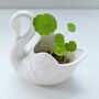 White Swan Mini Planter Plant Pot With Hydrocotyle Vulgaris Pennywort Cuttings, thumbnail 2 of 3