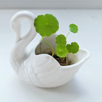 White Swan Mini Planter Plant Pot With Hydrocotyle Vulgaris Pennywort Cuttings, 2 of 3