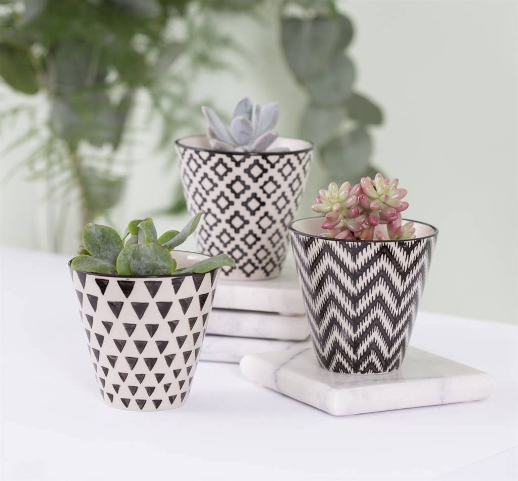 Set Of Three Mini Plant Pot With Choice Of Plants By DingaDing