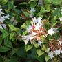 Shrub Abelia Grandiflora One Plant In Two Litre Pot, thumbnail 4 of 5