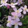 Clematis Elizabeth, Personalised Plant Gift, thumbnail 1 of 2