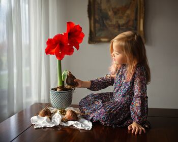 Amaryllis Bulb Pack 'Red' + 'White' Four X Bulbs, 4 of 8