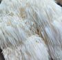 Fresh Lion's Mane Mushrooms A.K.A Hericium Erinaceus, thumbnail 1 of 3