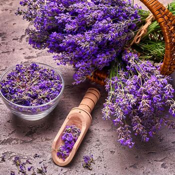 Lavender Plants Phenomenal Two X One Litre Pots, 3 of 6