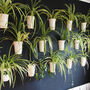 Grow Your Own Herb Wall, thumbnail 4 of 7