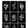 Nine Framed Botanical Wall Art Prints, thumbnail 2 of 12