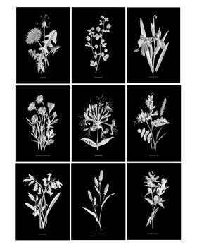 Nine Framed Botanical Wall Art Prints, 2 of 12