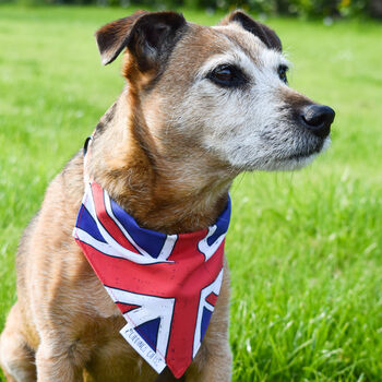 King's Coronation Union Jack Dog Bandana, 4 of 7