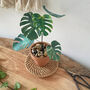 Mini Monstera Deliciosa Potted Paper Plant, thumbnail 1 of 6
