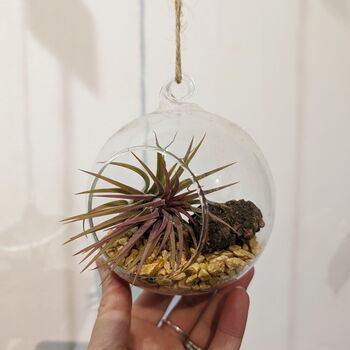Airplant In Glass Bauble Open Terrarium, 11 of 11