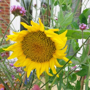 Sunflower And Tomato Gift Set For Children, 7 of 7