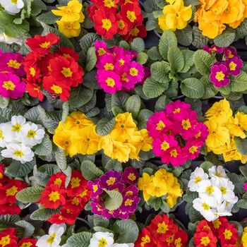 Primrose 'Cabaret Mix' Six X Full Plant Pack, 4 of 8