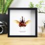 Rhinoceros Beetle Insect Bug Moth Box Frame Entomology Taxidermy Interior Design Modern Home Decor Wall Hanging Gift Ornament, thumbnail 1 of 3