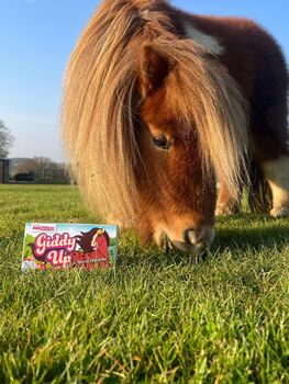 United Oddsocks Giddy Up Girls Gift Box Set, 5 of 5