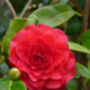 Camellia Roger Hall, Plant Gift, thumbnail 1 of 2