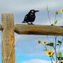 Metal Bird Fence Topper Outdoor Garden Wall Art Decoration, thumbnail 5 of 10