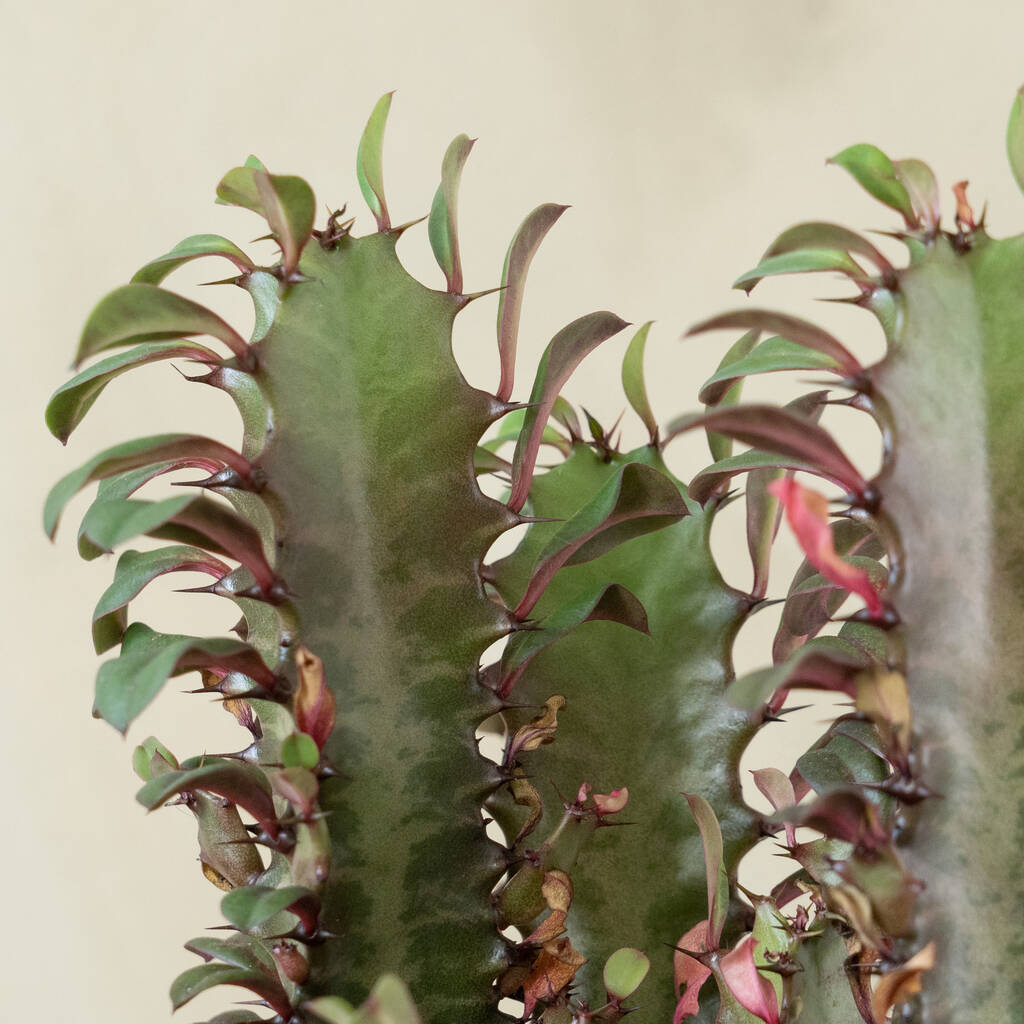 African Milk Tree Euphorbia Trigona By Earth And Vine